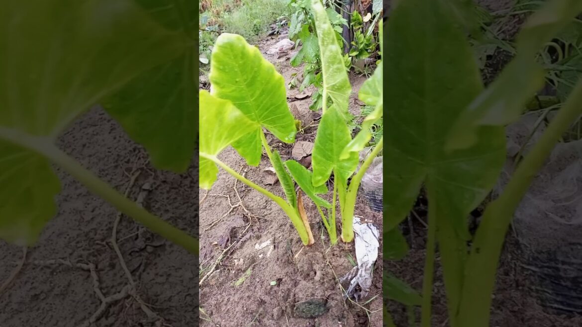 how to grow elephant ear plants #shorts #short #gardening how to grow elephant ear plants #shorts #short #gardening