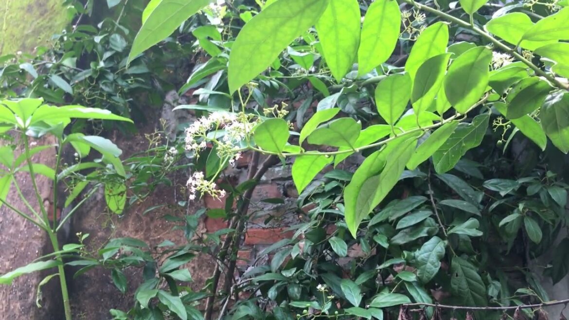 Raised Bed Gardening: Clean and Accessible Growing