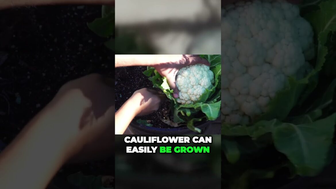 California Gardening: Grow Crispy Cauliflower This Fall: Quick Tips for a Delightful Harvest! | #Shorts Grow Crispy Cauliflower This Fall: Quick Tips for a Delightful Harvest! | #Shorts