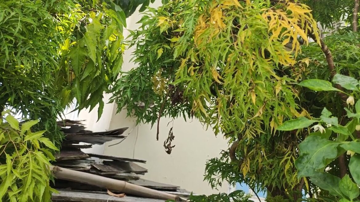 Herb Gardening at Home: Flavorful and Fresh