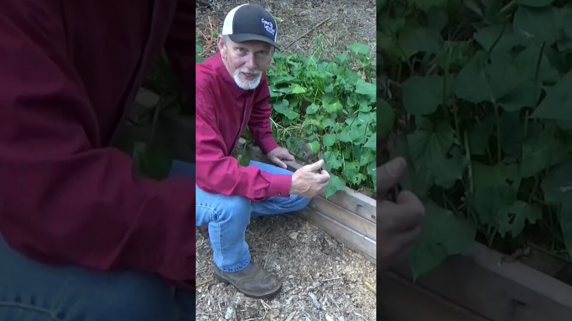 Container gardens are moble #gardens #gardeningtips #mulch #planting #summerplanting Container gardens are moble #gardens #gardeningtips #mulch #planting #summerplanting