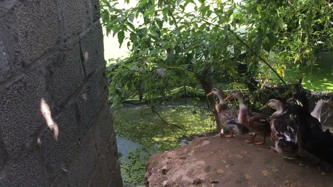 Clean Gardening Tools and Equipment: A Pristine Toolkit