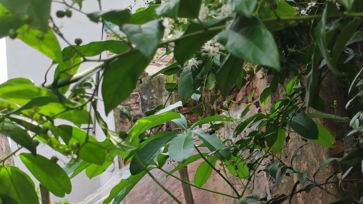 Garden Traditions Around the World: Cultural Gardening