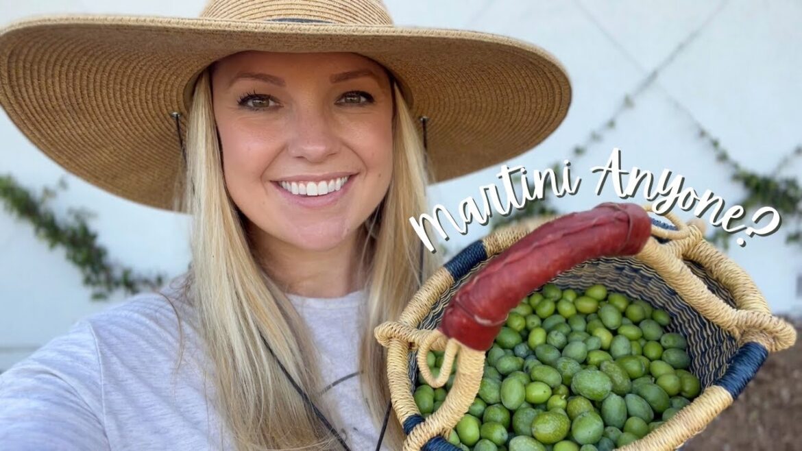 Finishing the Espalier, Details About My No-Till Plans and Harvesting and Brining Olives! Finishing the Espalier, Details About My No-Till Plans and Harvesting and Brining Olives!
