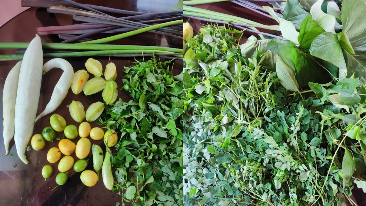 Backyard Garden Harvesting Video