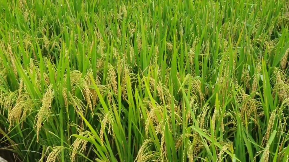 Butterfly Gardening: Attracting Colorful Winged Visitors