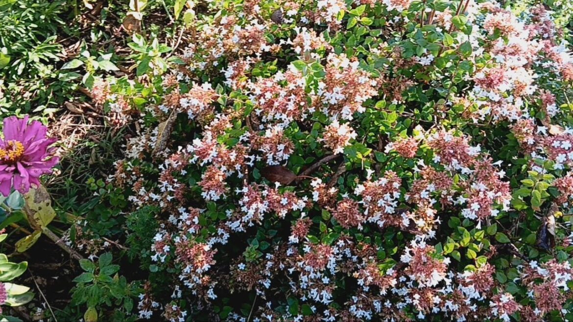 Furture Garden Plans / Planting A Couple Of Things / Where I've Been