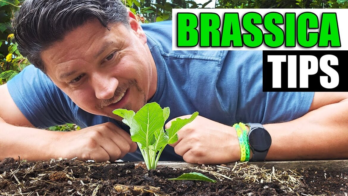 3 Brassica Planting Tips - Garden Quickie Episode 170