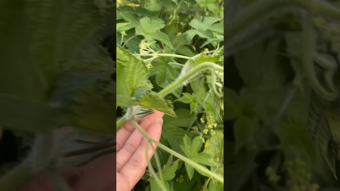 Visite pumpkin growing #epicgardening #fruit #vegetablegardening #garden #gardening