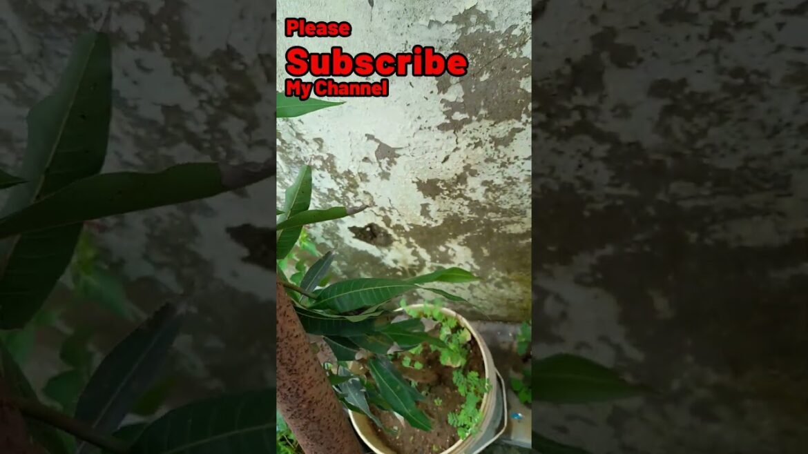 Baramasi Mango Plant mango tree 12 month mango 🥭 😋 !!!!!!????#plants #viral #youtubeshorts Baramasi Mango Plant mango tree 12 month mango 🥭 😋 !!!!!!????#plants #viral #youtubeshorts