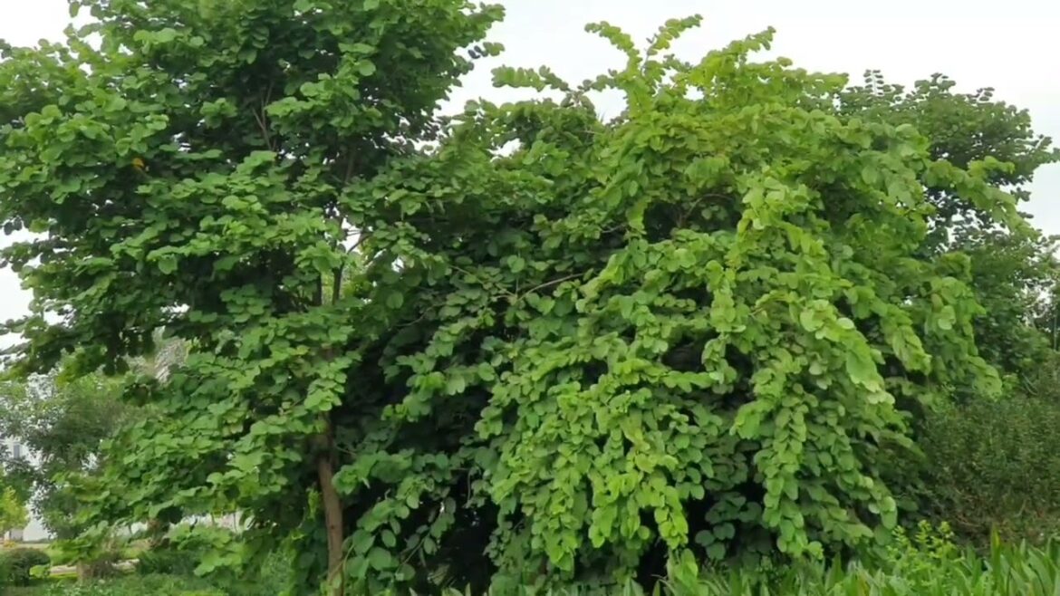 Bonsai Gardening: The Art of Miniature Trees