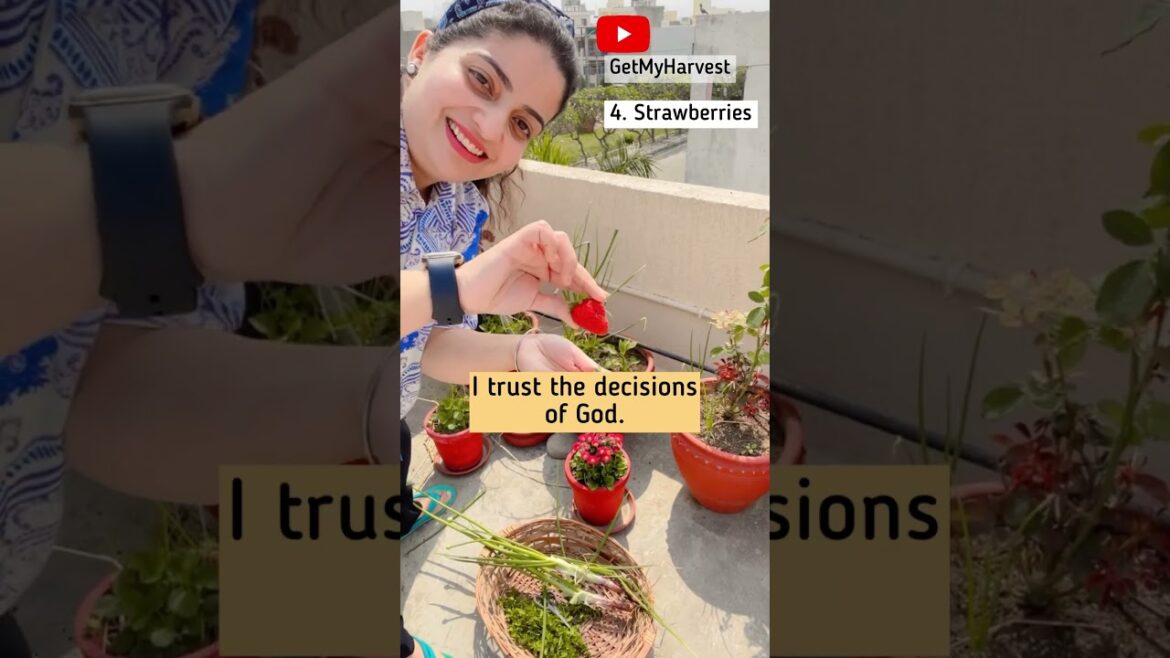 Harvest from 3rd floor terrace garden in March #Shorts Harvest from 3rd floor terrace garden in March #Shorts