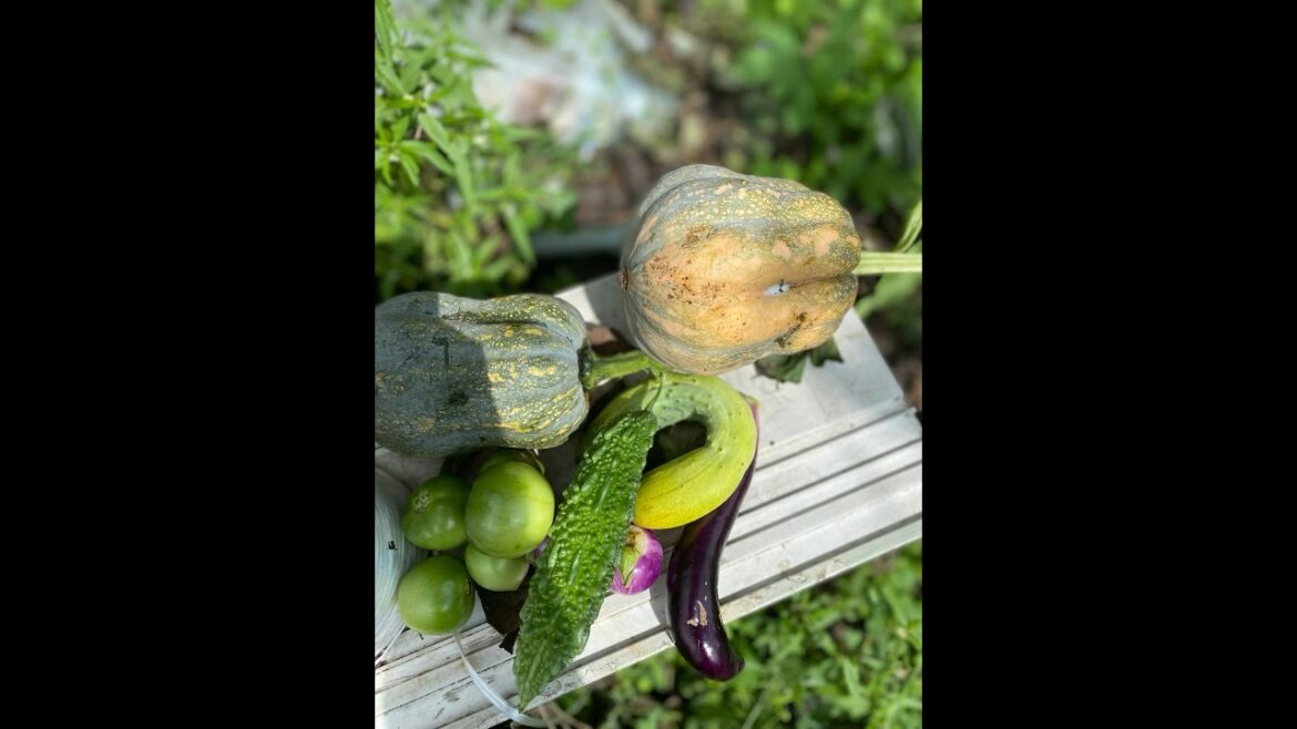 Today harvest vegetable so many #epicgardening #fruit #vegetablegardening #gardeningvideos