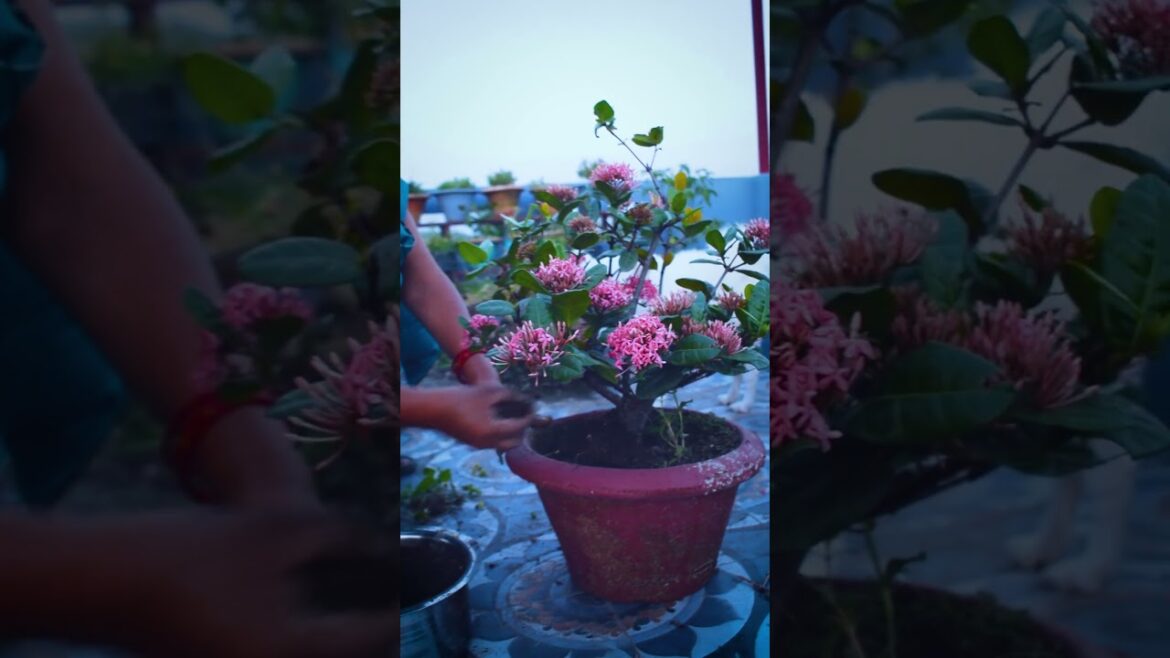 How to Care Ixora Plant in Summer - Nepali Gardening Tips by Pabitra Garden #shorts #youtubeshorts