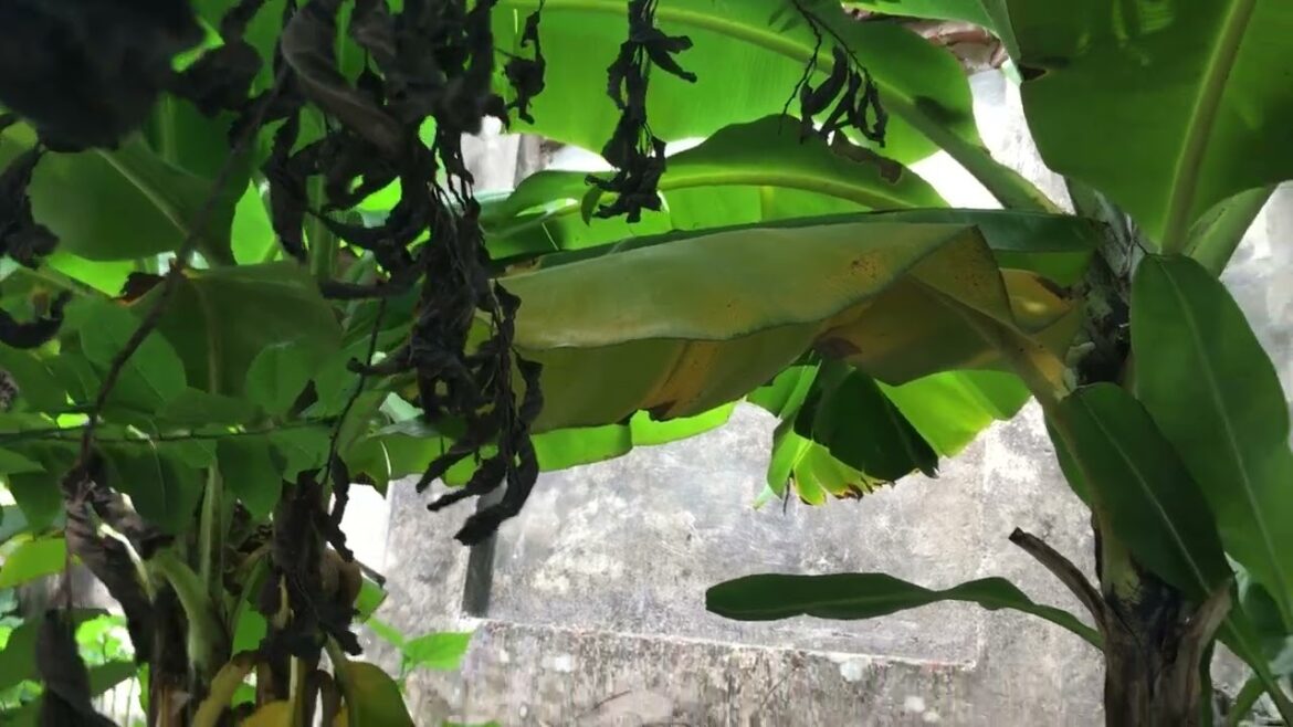 Heirloom Gardening: Preserving Clean Garden Traditions