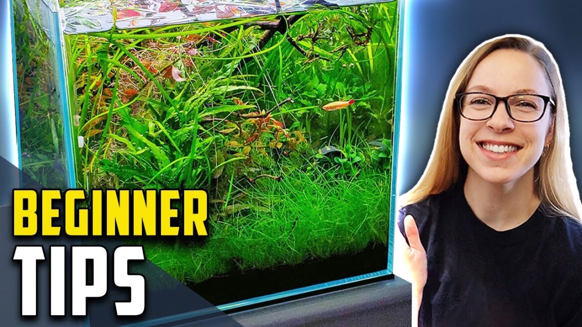 10 Easy Tricks to Making a Planted Tank Look Amazing 10 Easy Tricks to Making a Planted Tank Look Amazing