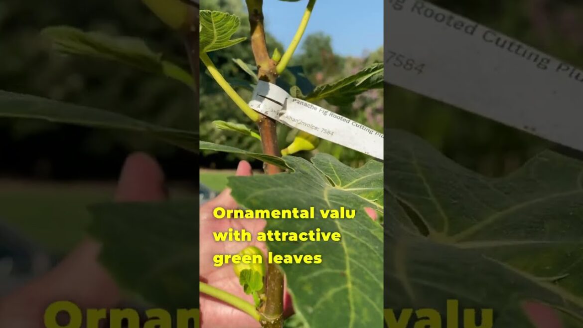 FIG SERIES (From Our Collection): Panache Tiger