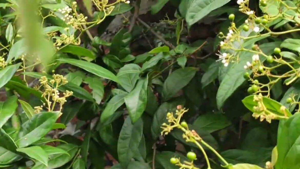 Winter Gardening: Keeping Your Garden Beautiful Year-Round