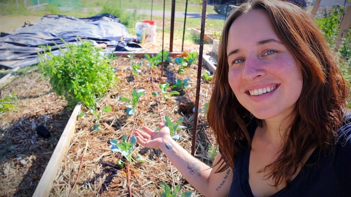 Tearing Out Tomatoes | Planting the Fall Garden and NEW Plans