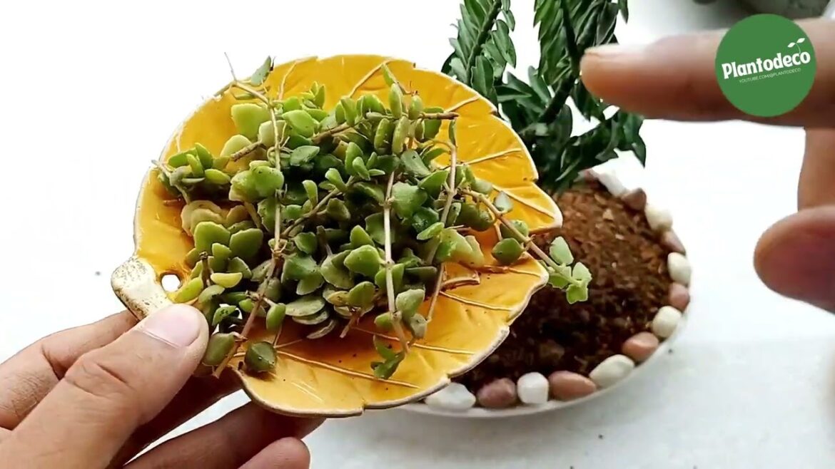 Uniq Gardening ideas for Home | Gardening | Grow plants in different style Uniq Gardening ideas for Home | Gardening | Grow plants in different style
