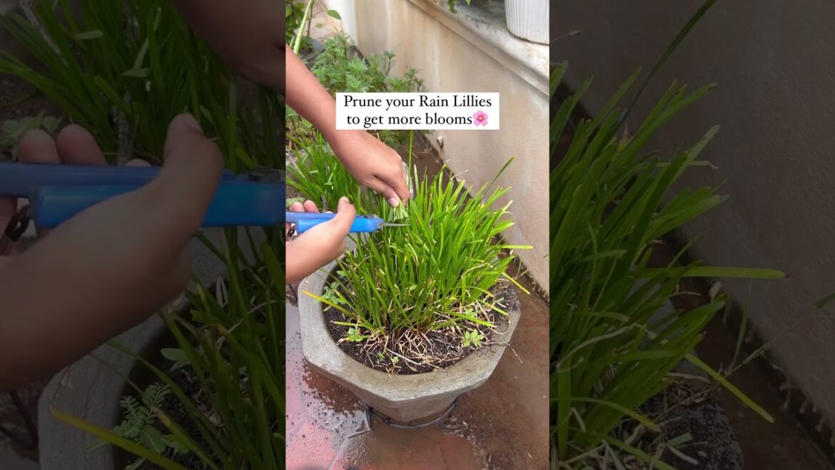 Tips to get Flowers in Rain Lily | Power of pruning ✂🌷#shorts #garden Tips to get Flowers in Rain Lily | Power of pruning ✂🌷#shorts #garden