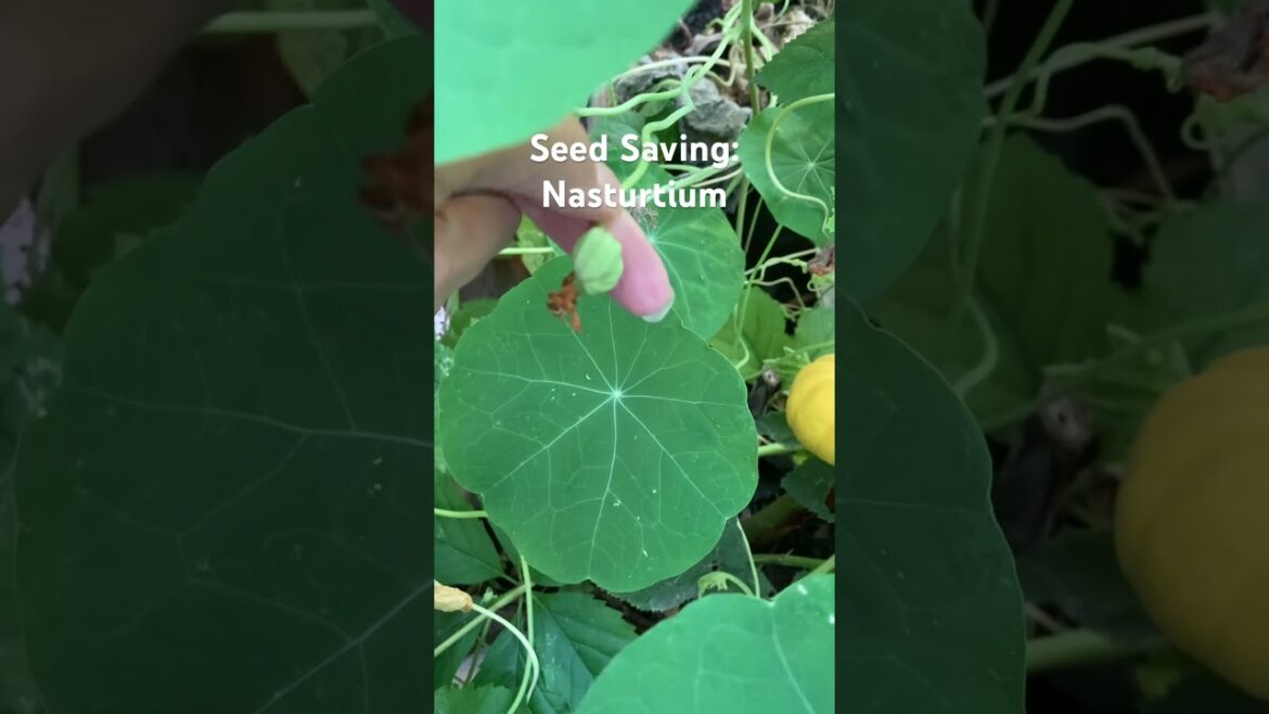 Save the seeds of the beautiful, incredible and edible (yes, really) Nasturtiums!