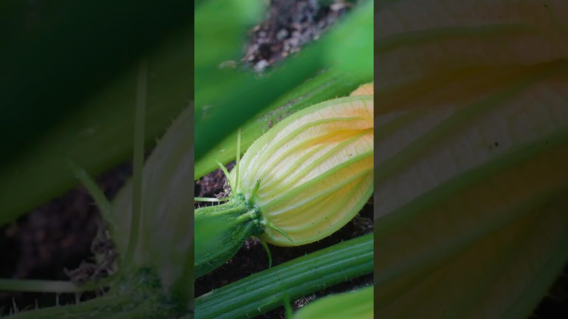 Sarah Raven's top tips for growing and harvesting courgettes | Country Living UK