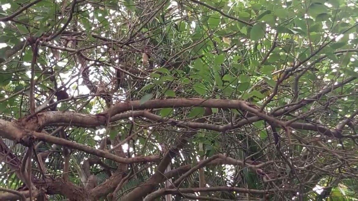 The Art of Gardening: Cultivating Beauty in Your Backyard