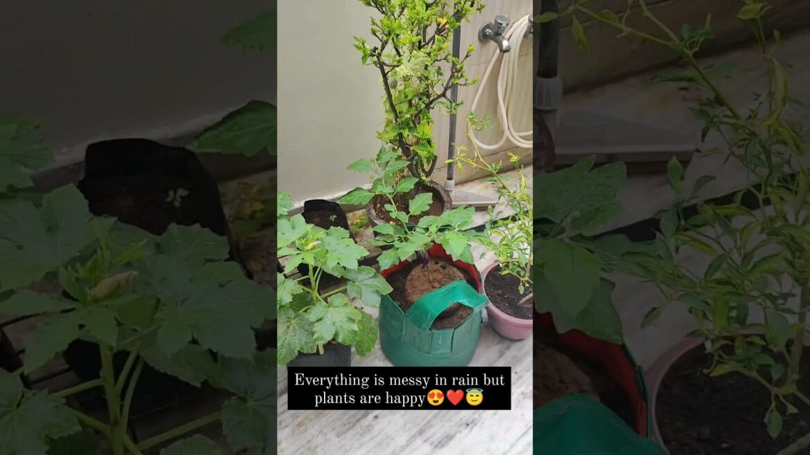 "How are plants 🌱 are happy and enjoying in the 🌧 rain" #Gardening #garden tour #shorts