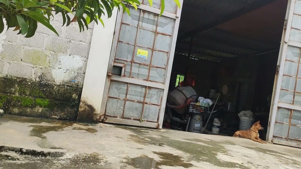 Gardening for Beginners: Tips for a Clean Start