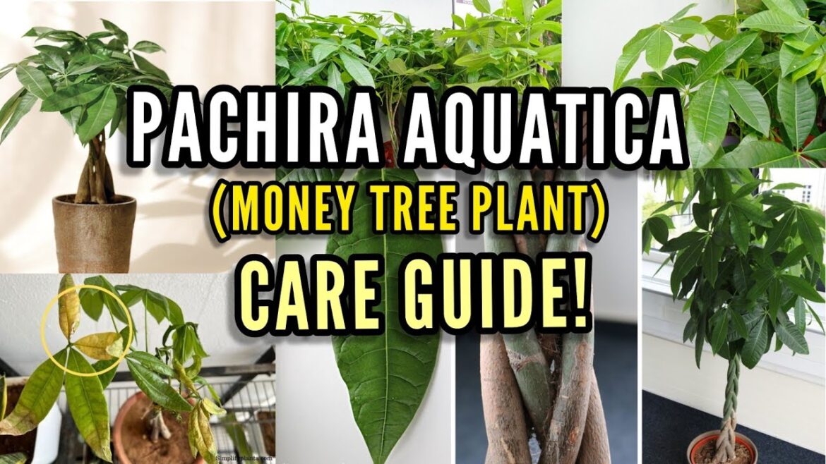 How to take care of a Money tree (Pachira Aquatica)