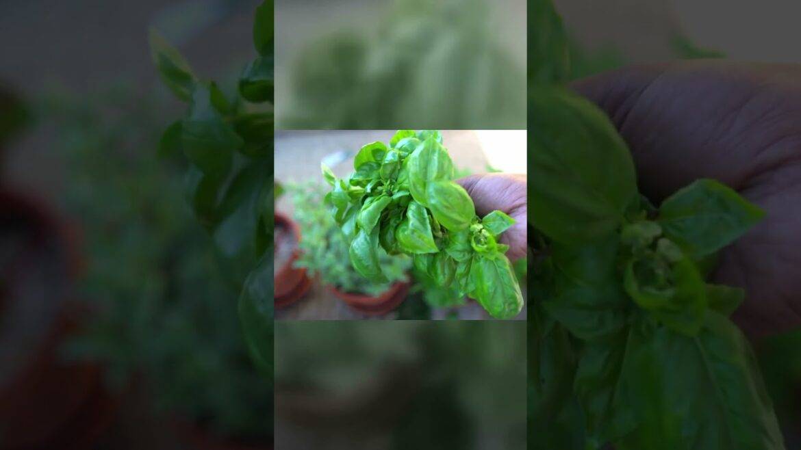Unlock Basil's Flavors for Fall: Discover Varieties in 60 Secs! | #Shorts