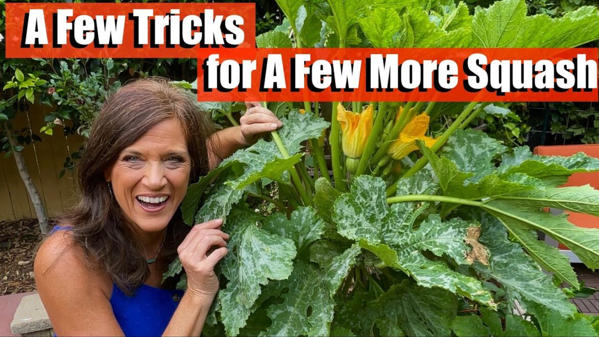 A Few Tricks for A Few More Squash
