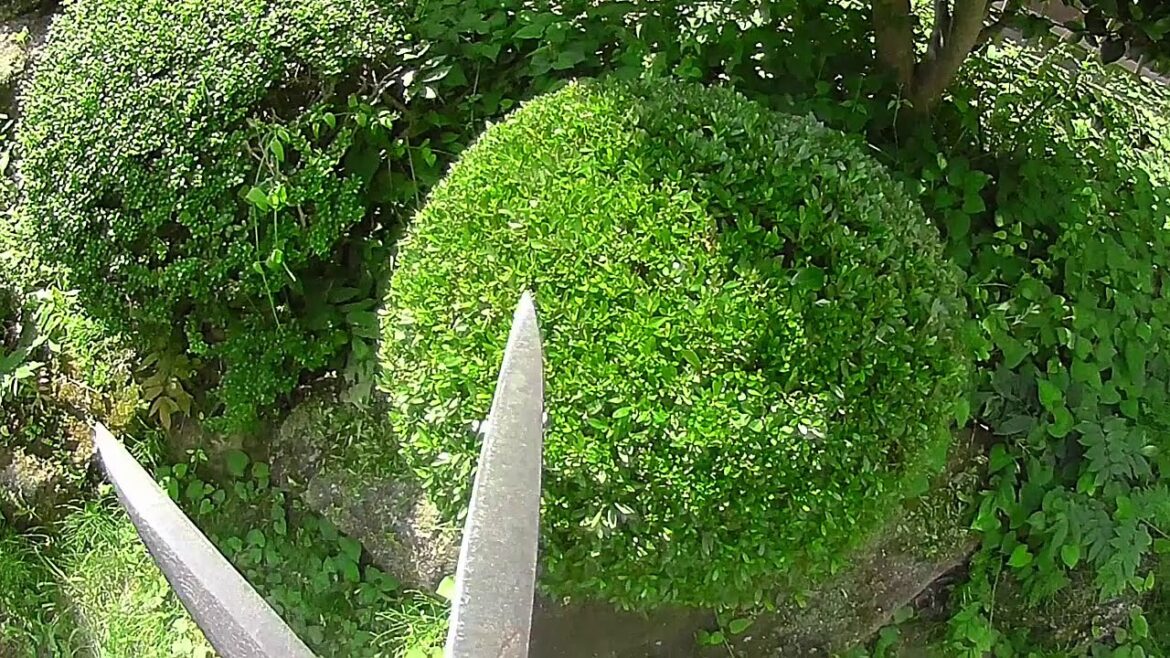 Caring for the Japanese garden