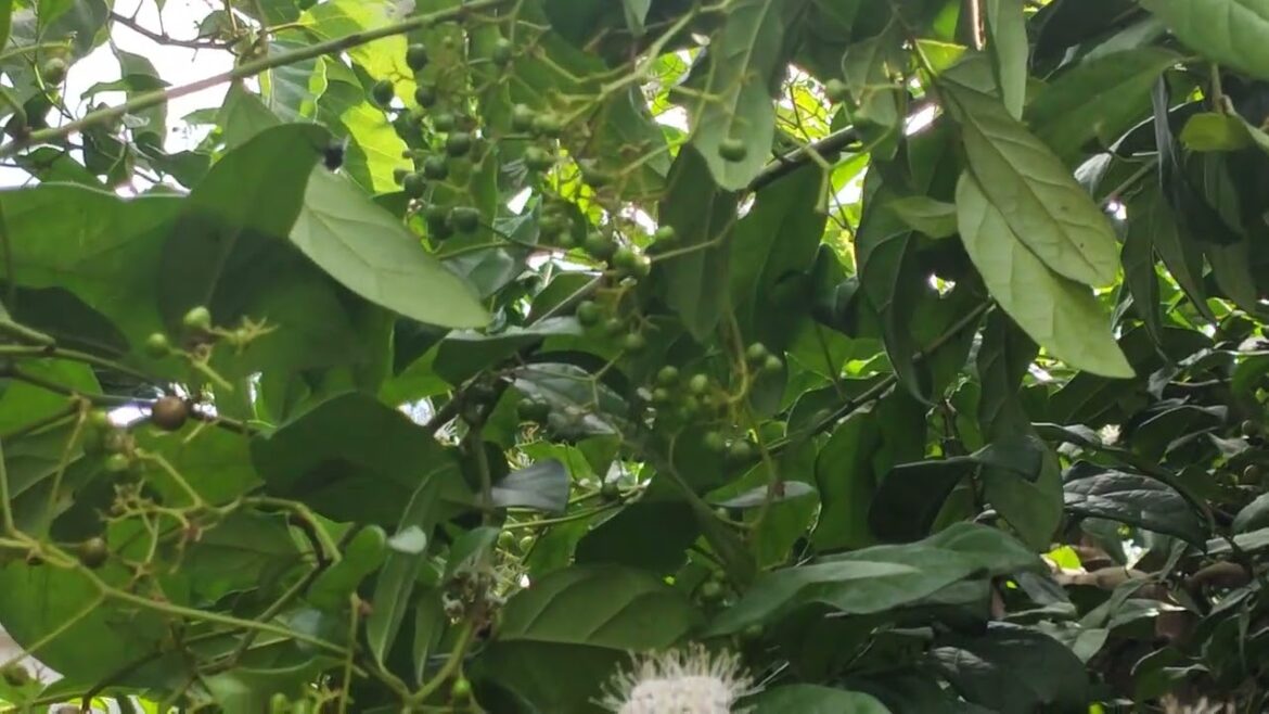 Family Gardening: Teaching Kids the Green Way of Life