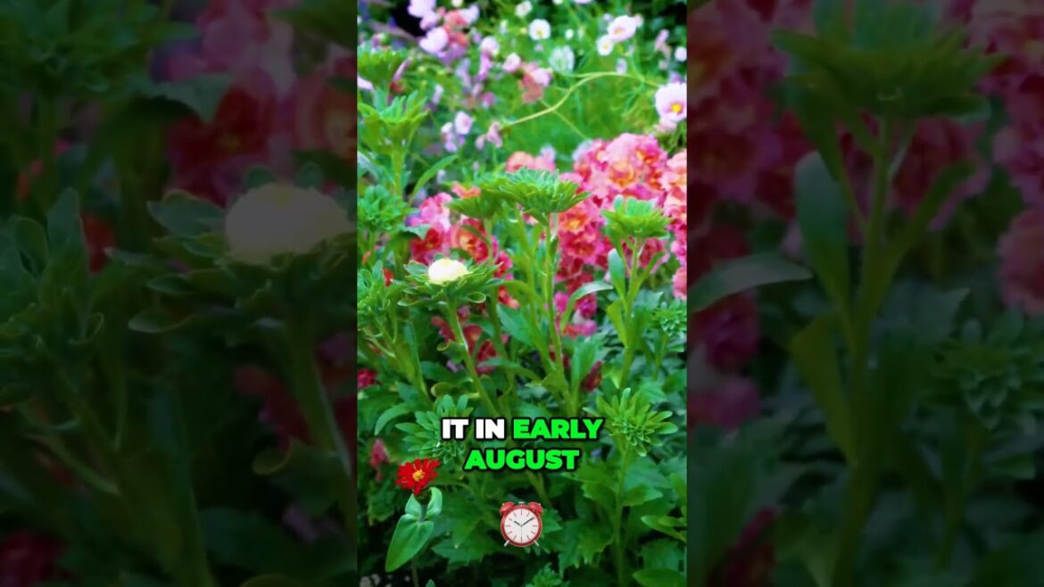 Discover the Bee Magnet Flower Edible Blooms for Stunning Plates #shorts #shortvideo Discover the Bee Magnet Flower Edible Blooms for Stunning Plates #shorts #shortvideo