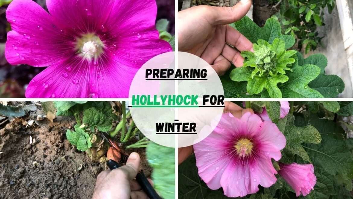 How To Prepare Hollyhock Plants For Winter #hollyhock #gardening #gardeningtips #plantcare #viral 🌸🌿
