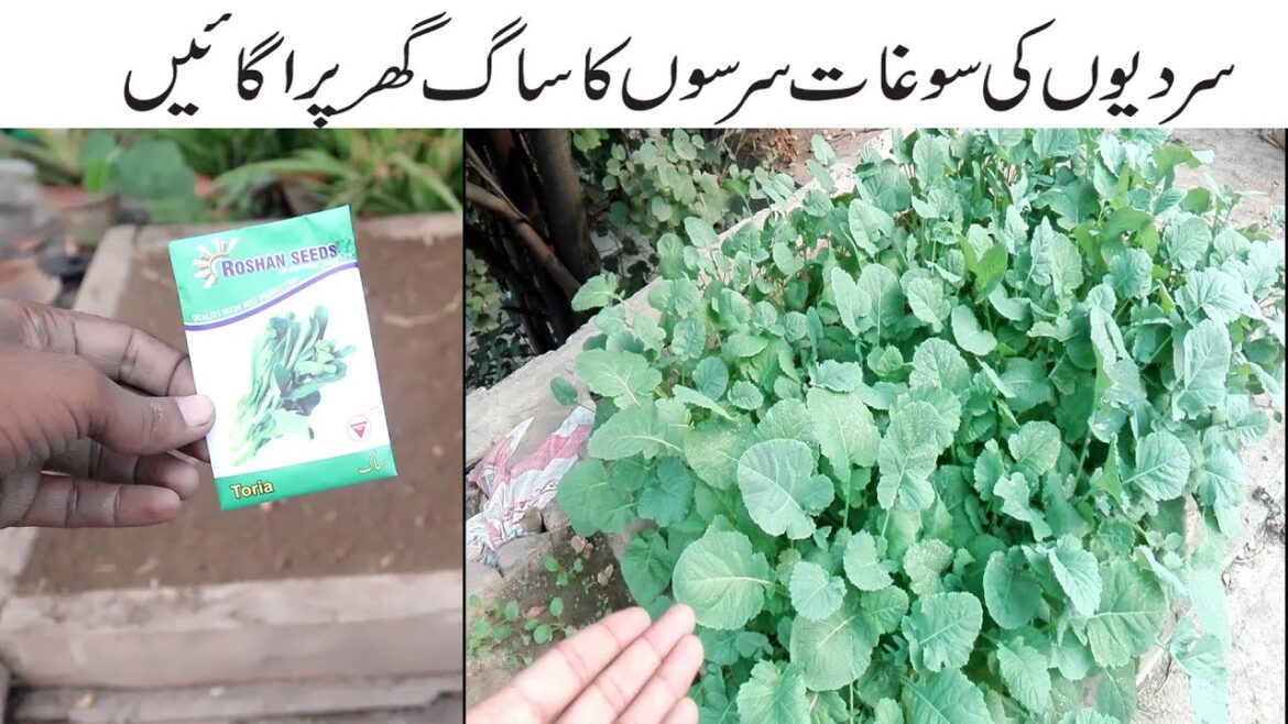 How To Grow Saag At Home In Pot / Container | Growing Saag