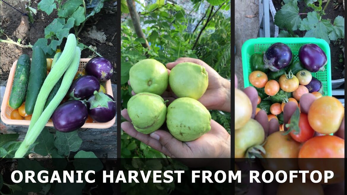 kitchen garden harvest | fresh produce at your fingertips