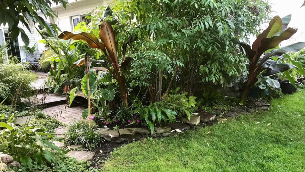 Cold Climate Tropical Garden?! | The Barefooted Gardener Cold Climate Tropical Garden?! | The Barefooted Gardener