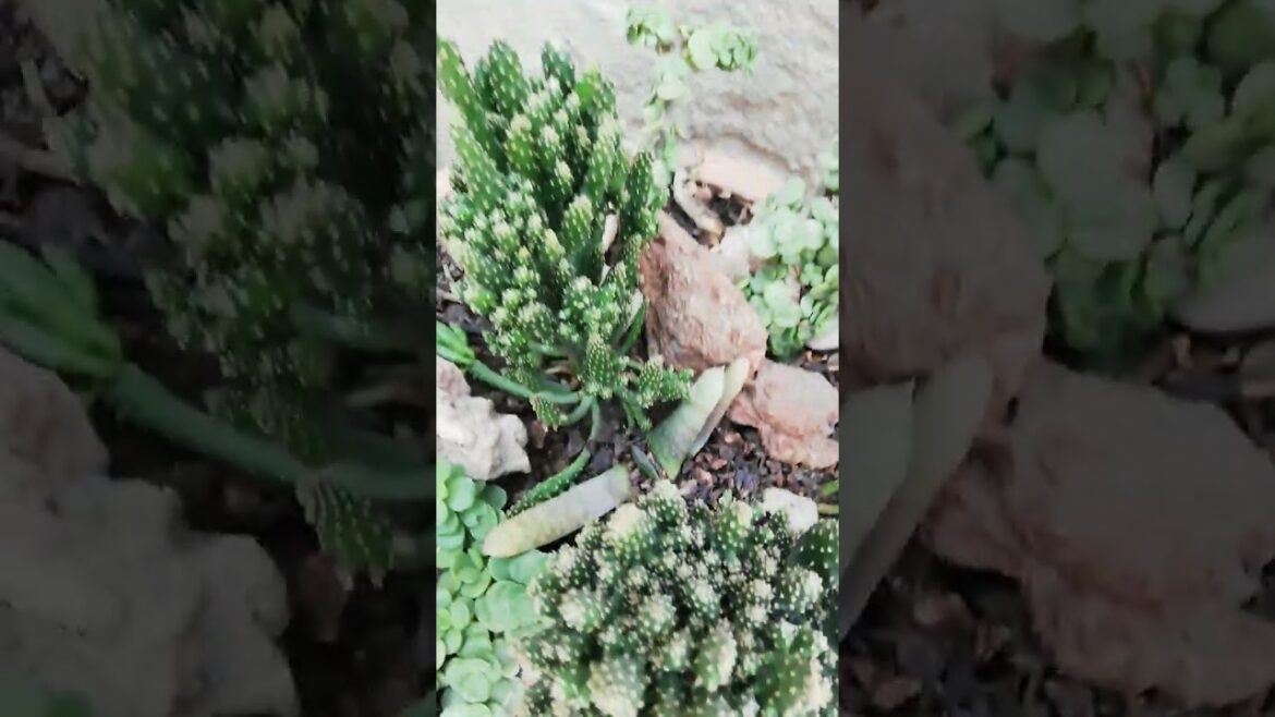 My Small Beautiful Home Garden Raining In My Backyard EP - 1372 #shorts #garden #short #ytshorts