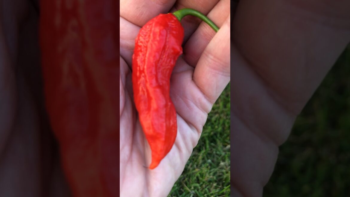 Pepper plant spotlight - Ghost Pepper #hotpepper #ghostpepper #gardening #vegetablegardening