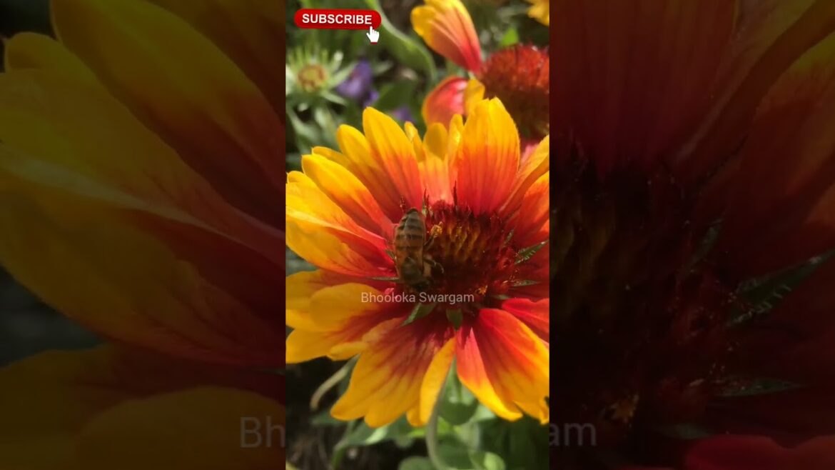 Beautiful flowers. -#beautiful #flowers #flowergarden #cute #satisfying  #terracegarden #gardentour