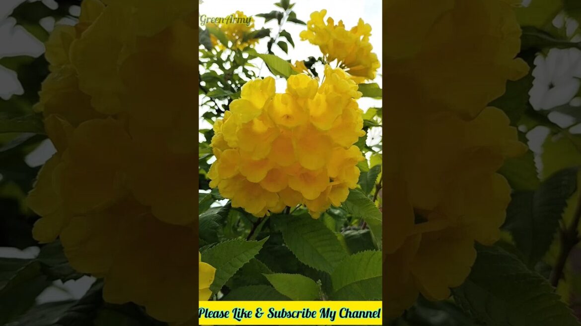 yellow tecoma | in a pot #garden #shorts #terracegarden yellow tecoma | in a pot #garden #shorts #terracegarden