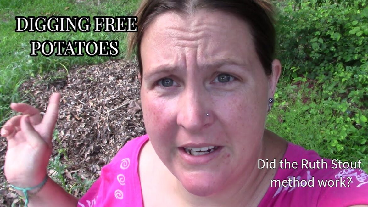 Digging FREE POTATOES with sister | Ruth Stout method (Did it work?)