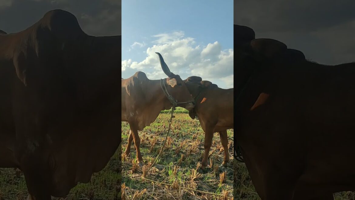 Happiness Comes from Love #shorts #ytshorts  #cow