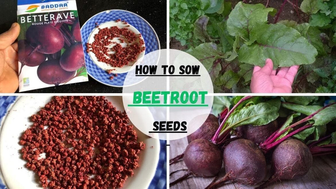 How To Sow Beetroot Seeds ๐ฑ๐ฟ #beetroot #seedsowing #gardening #gardeningtips #vegetables #plants How To Sow Beetroot Seeds ๐ฑ๐ฟ #beetroot #seedsowing #gardening #gardeningtips #vegetables #plants