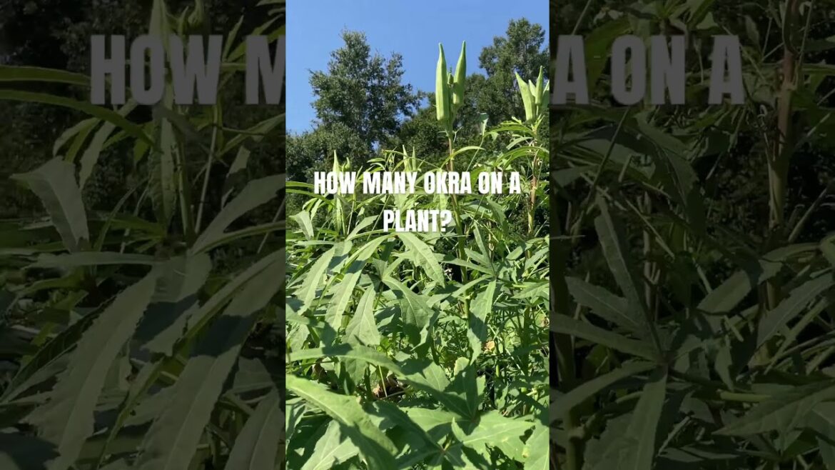 When established okra plants produce like crazy! #okra #backyardgardening #farm #garden #shorts