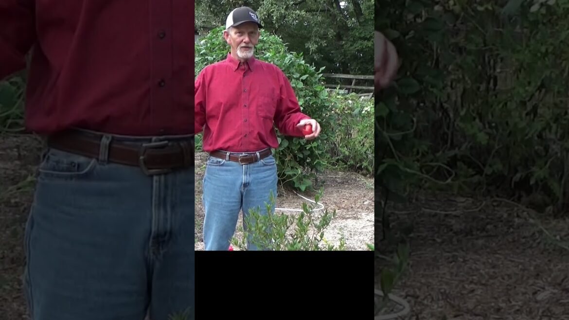 Containers gardening and summer heat #gardeningtips #gardening #mulch #planting Containers gardening and summer heat #gardeningtips #gardening #mulch #planting