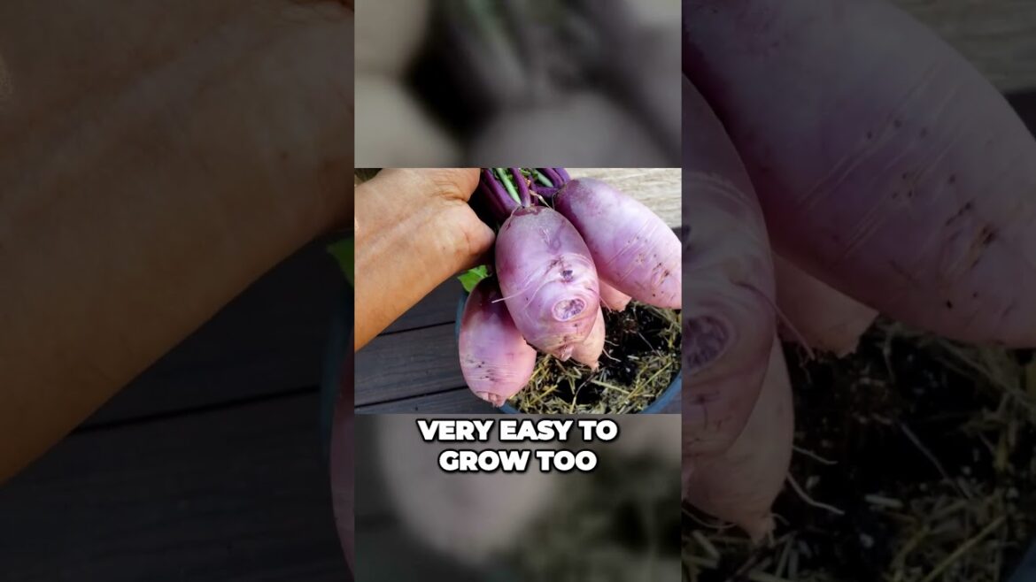 Grow Radishes the Easy Way: Vibrant & Delicious Varieties | Shorts